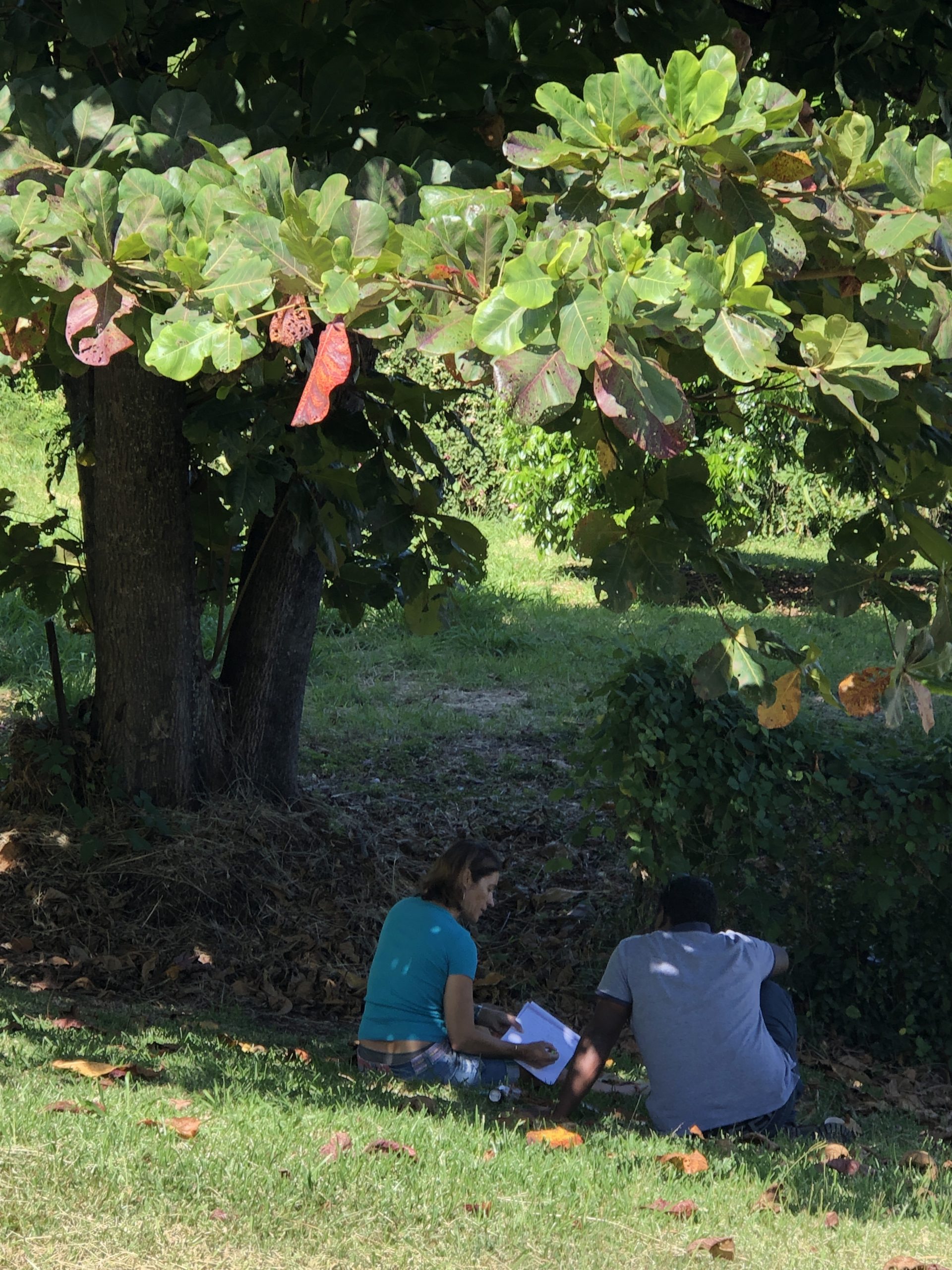 Le Faré et la forêt comme environnement d’apprentissage … apprendre dehors